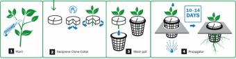clones.png59e7a715a8210.png