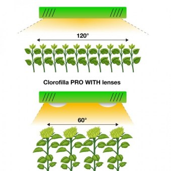 clorofillawith_withoutLenses-600x600.jpg